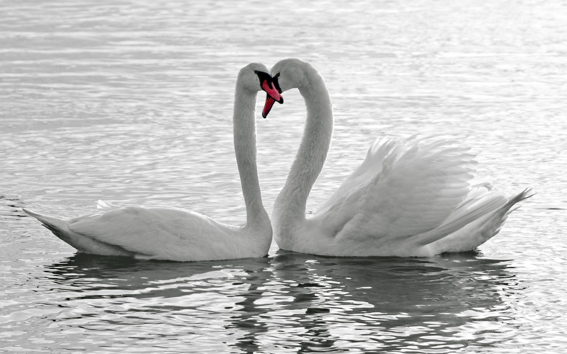 animals, Birds, Swans, Lakes, Pond, Water, Reflection, Love, Romance, Emotion, Feathers, Wildlife Wallpaper