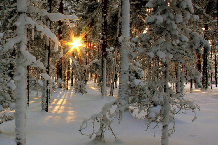 nature, Landscapes, Trees, Fprest, Winter, Snow, Sunlight, Sunbeam, Sunrise, Sunset, Cold HD Wallpaper Desktop Background