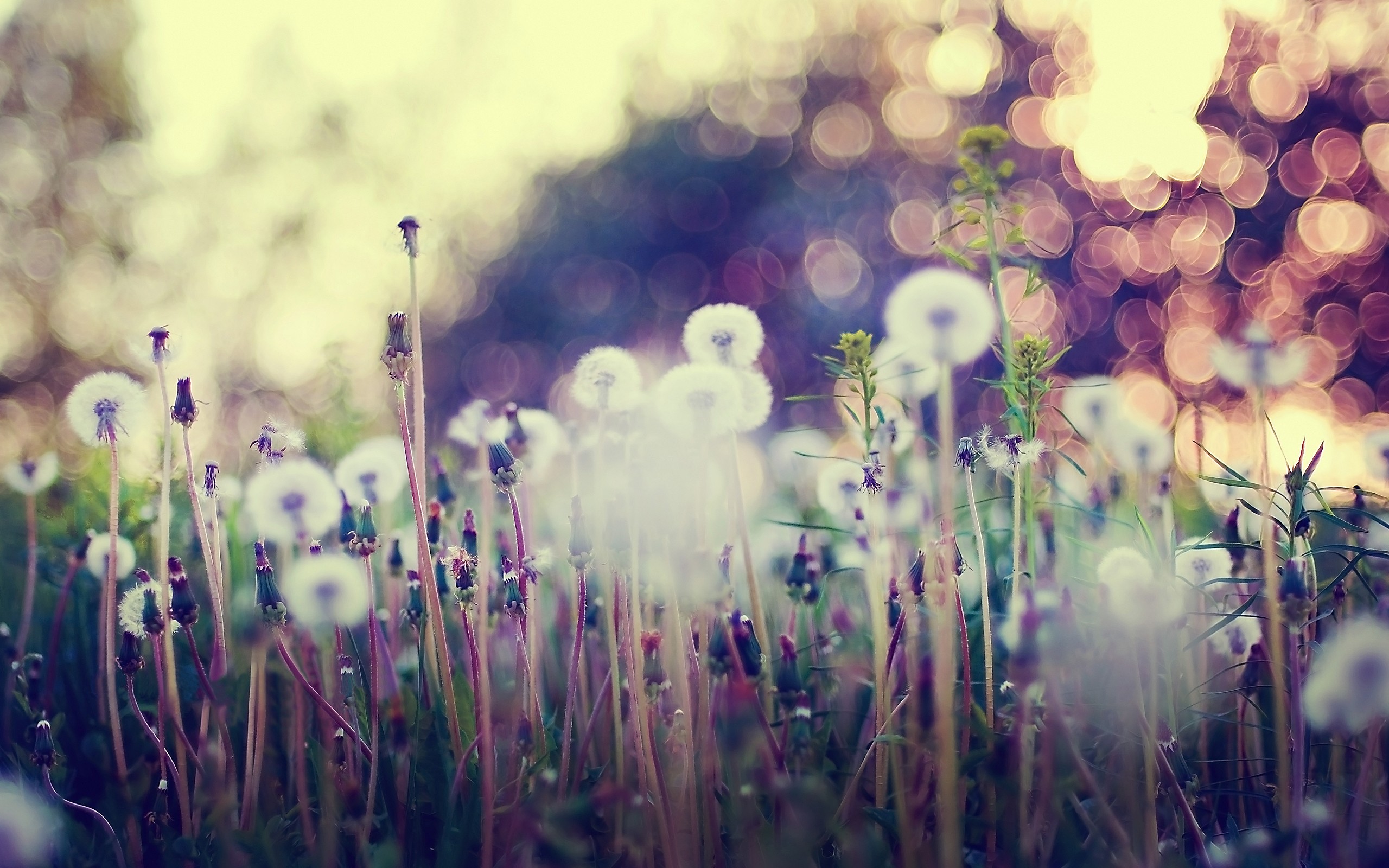 dandelions, And, Other, Flowers Wallpaper
