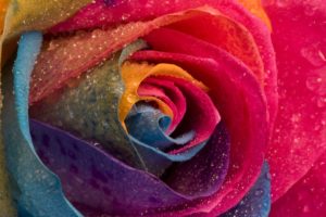 multicolor, Flowers, Water, Drops, Macro, Roses