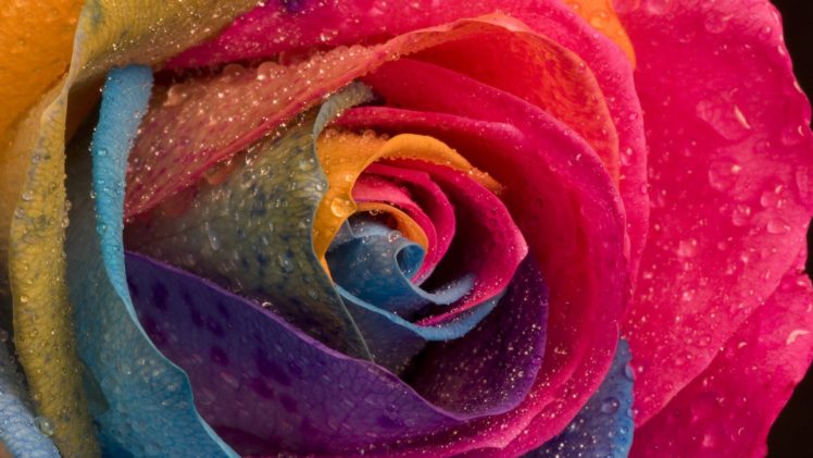 multicolor, Flowers, Water, Drops, Macro, Roses HD Wallpaper Desktop Background