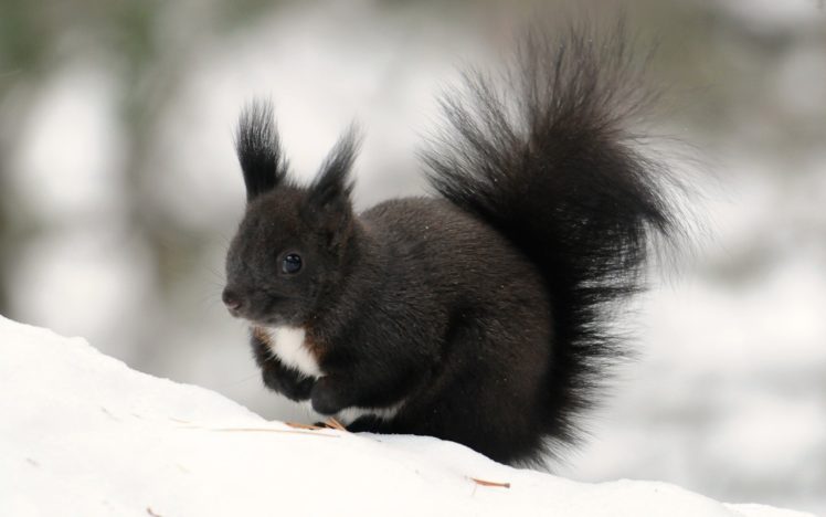 snow, Black, Animals, Outdoors, Fur, Squirrels HD Wallpaper Desktop Background