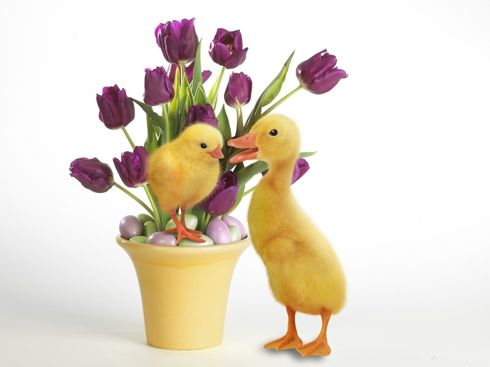 nature, Ducks, Duckling, Easter, Purple, Flowers, Baby, Birds Wallpaper