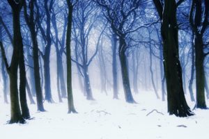 nature, Landscapes, Trees, Forest, Winter, Snow, Seasons, White, Cold, Haze, Fog, Artistic, Paintings, Cg, Digital