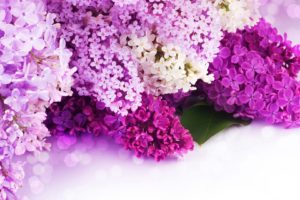 nature, Flowers, Bouquet, Petals, Purple, Wedding, Holidays