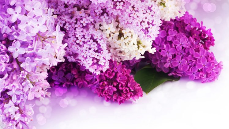 nature, Flowers, Bouquet, Petals, Purple, Wedding, Holidays HD Wallpaper Desktop Background