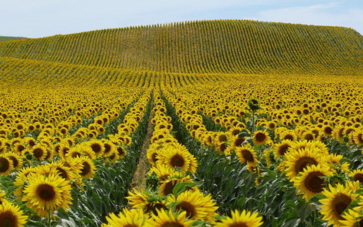 nature, Landscapes, Fields, Flowers, Sunflowers, Petals, Plants, Hills, Yellow HD Wallpaper Desktop Background