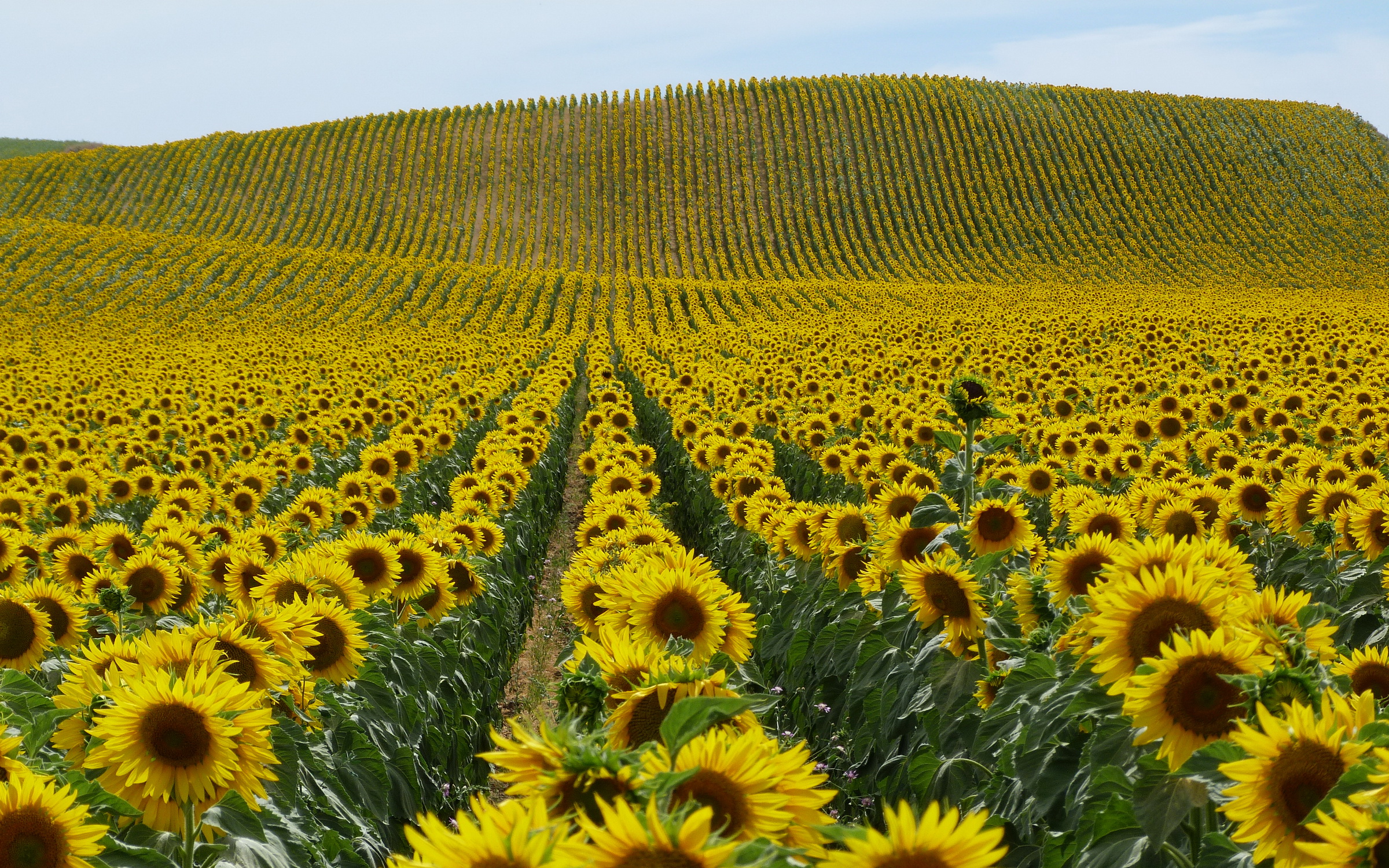 nature, Landscapes, Fields, Flowers, Sunflowers, Petals, Plants, Hills, Yellow Wallpaper