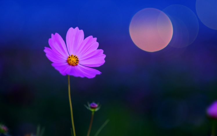 artistic, Cg, Digital, Art, Nature, Flowers, Petals, Fields, Night, Moon, Moonlight, Mood, Sky, Peac HD Wallpaper Desktop Background