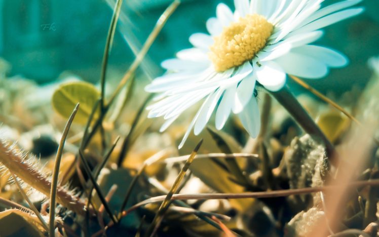 nature, Flowers, Landscapes, Fields, Grass, Petals, Macro, Close, Up, Bokeh HD Wallpaper Desktop Background