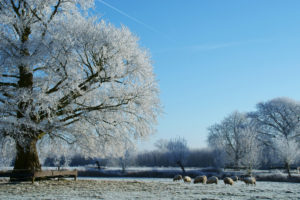 nature, Landscapes, Fields, Trees, Winter, Snow, Seasons, Fence, Pasture, Grass, Frost, Animals, Sheep, Country, Grazing