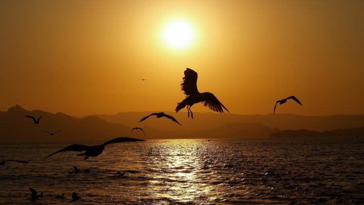 animals, Birds, Nature, Seascape, Wings, Sunset, Sunrise, Sun, Water, Reflection, Flight, Fly, Gull, Scenic, Wildlife HD Wallpaper Desktop Background