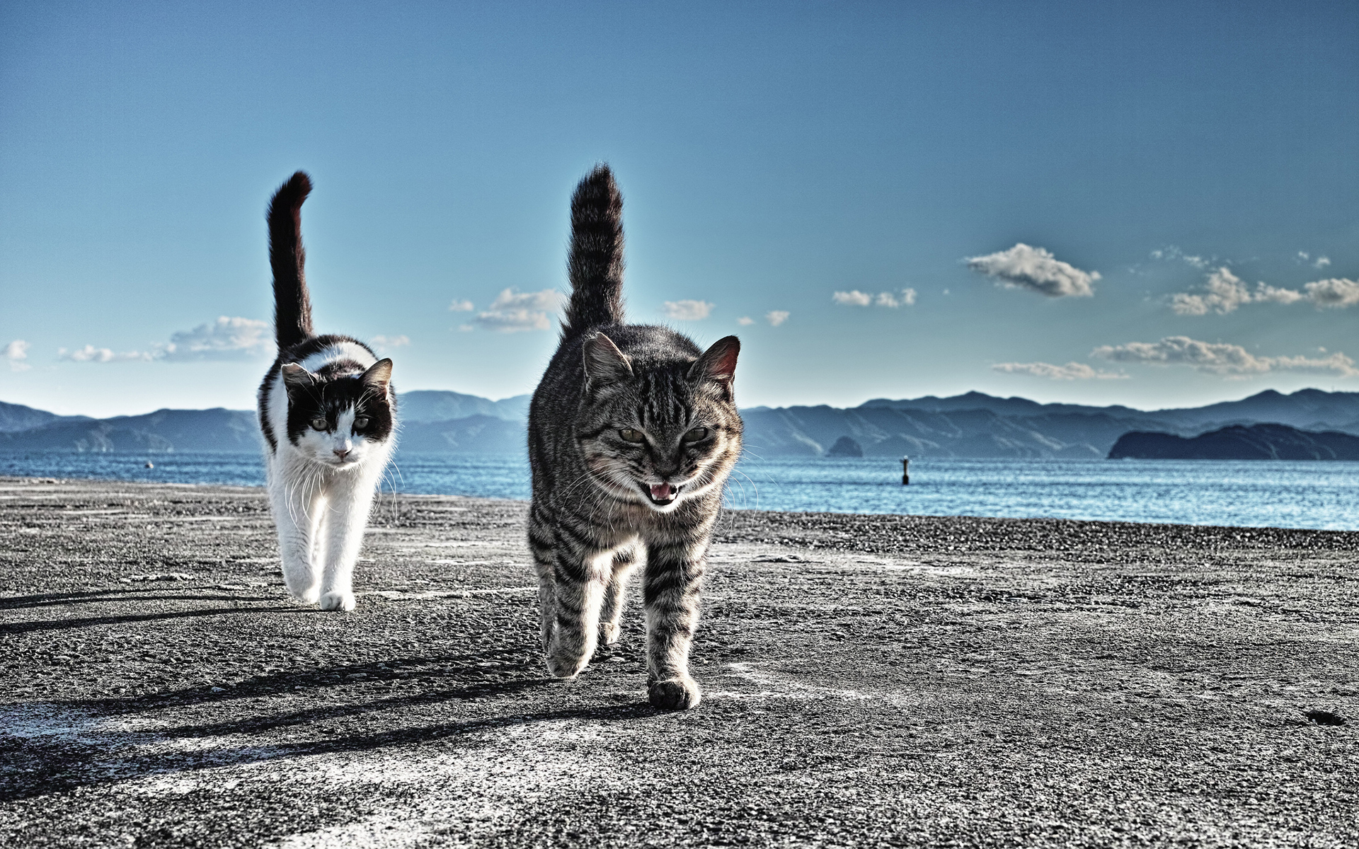 animals, Cats, Felines, Fur, Whiskers, Beaches, Water, Sound, Bay, Mountains, Sky, Clouds Wallpaper