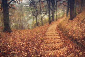 nature, Landscapes, Trees, Forest, Path, Stairs, Tracks, Roads, Leaves, Autumn, Fall, Seasons, Hill