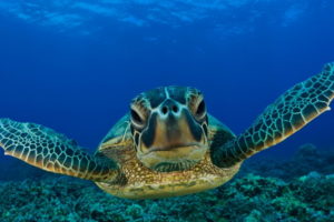 animals, Reptiles, Turtles, Sea, Life, Ocean, Underwater, Water, Swim, Float, Face, Eyes, Close, Up, Smile, Sunlight
