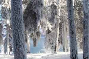 nature, Landscapes, Trees, Forest, Winter, Snow, Cold, Lakes, Water, White