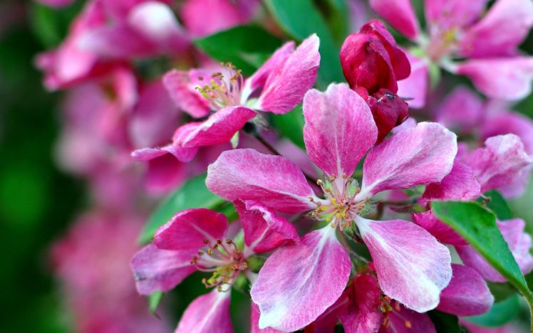 nature, Flowers, Petals, Close, Up, Color, Plants, Macro HD Wallpaper Desktop Background