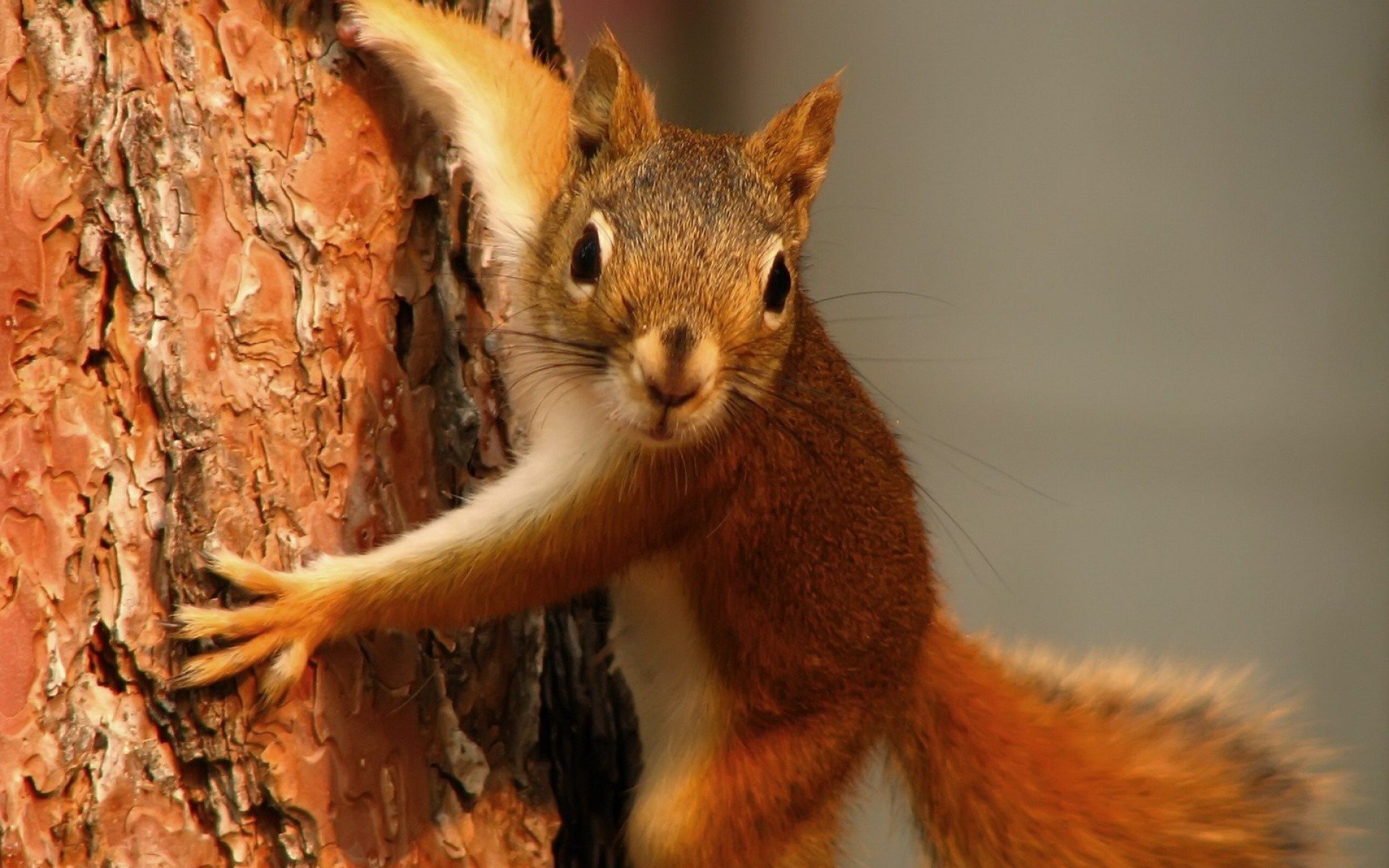 animals, Squirrels Wallpaper