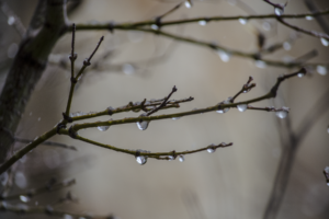 nature, Drops, Water, Wet, Rain, Storm, Branch, Twig, Macro, Close, Up