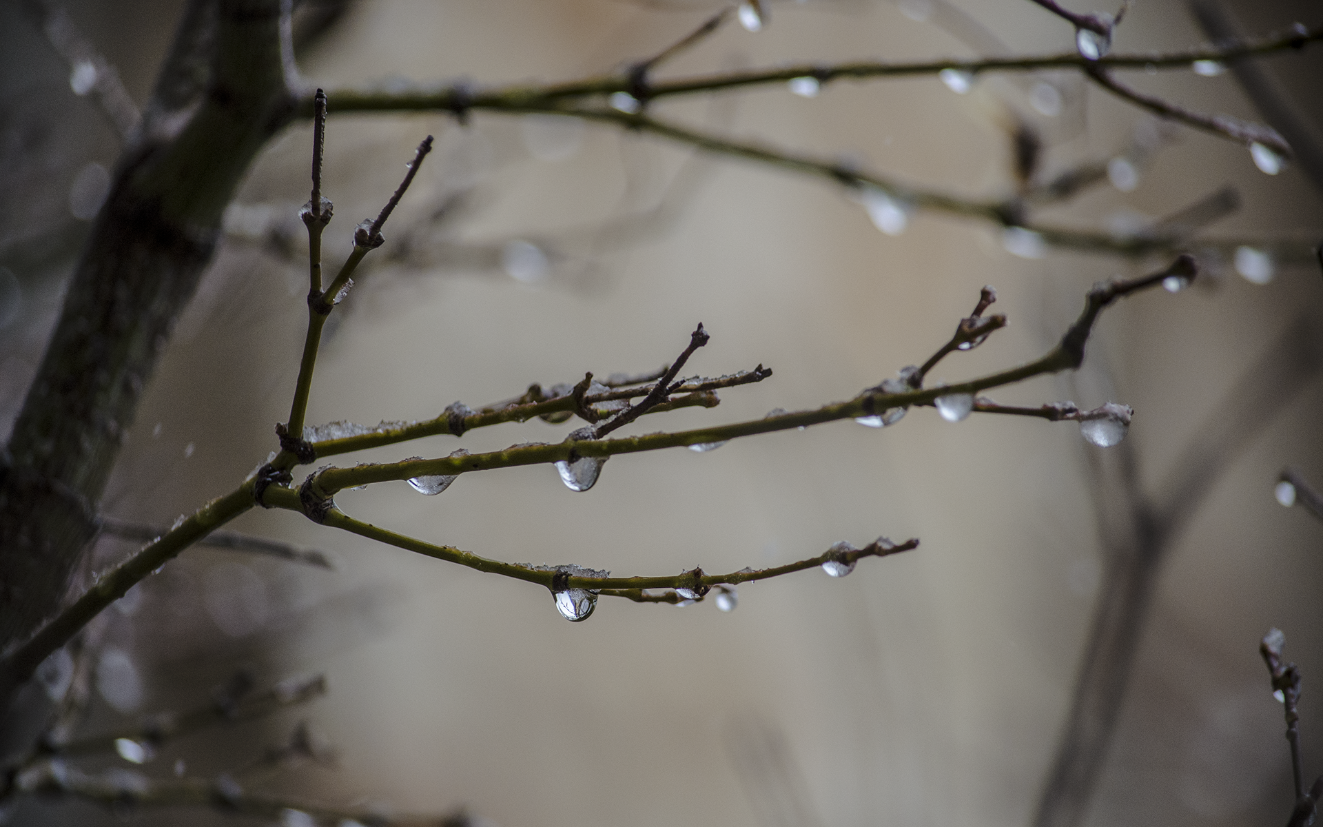 nature, Drops, Water, Wet, Rain, Storm, Branch, Twig, Macro, Close, Up Wallpaper