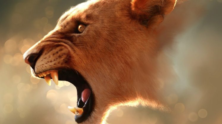 animals, Feline, Lions, Wild HD Wallpaper Desktop Background