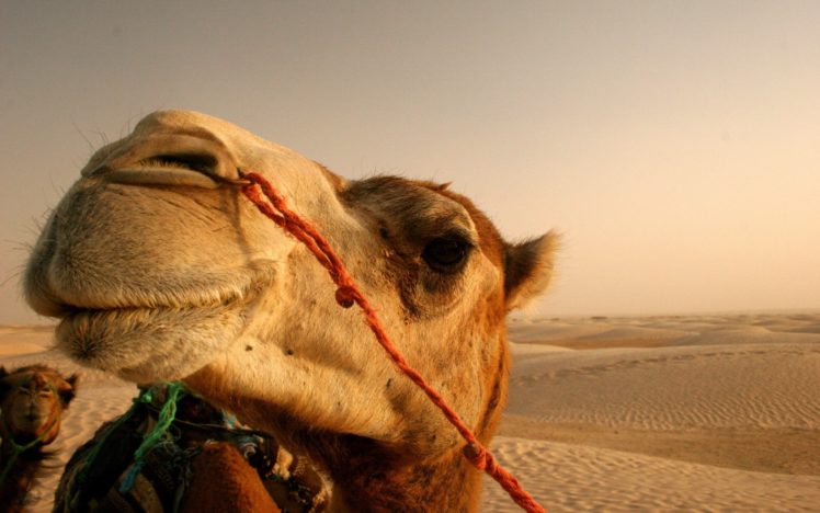close up, Nature, Animals, Deserts, Egypt, Camels HD Wallpaper Desktop Background