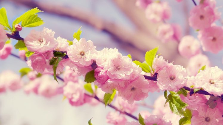 nature, Flowers, Blossoms, Plants, Flower, Petals, Pink, Flowers HD Wallpaper Desktop Background