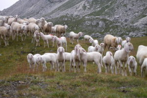 animals, Sheep, Mountains, Hills, Nature, Flock, Herd