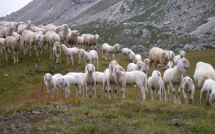 animals, Sheep, Mountains, Hills, Nature, Flock, Herd HD Wallpaper Desktop Background