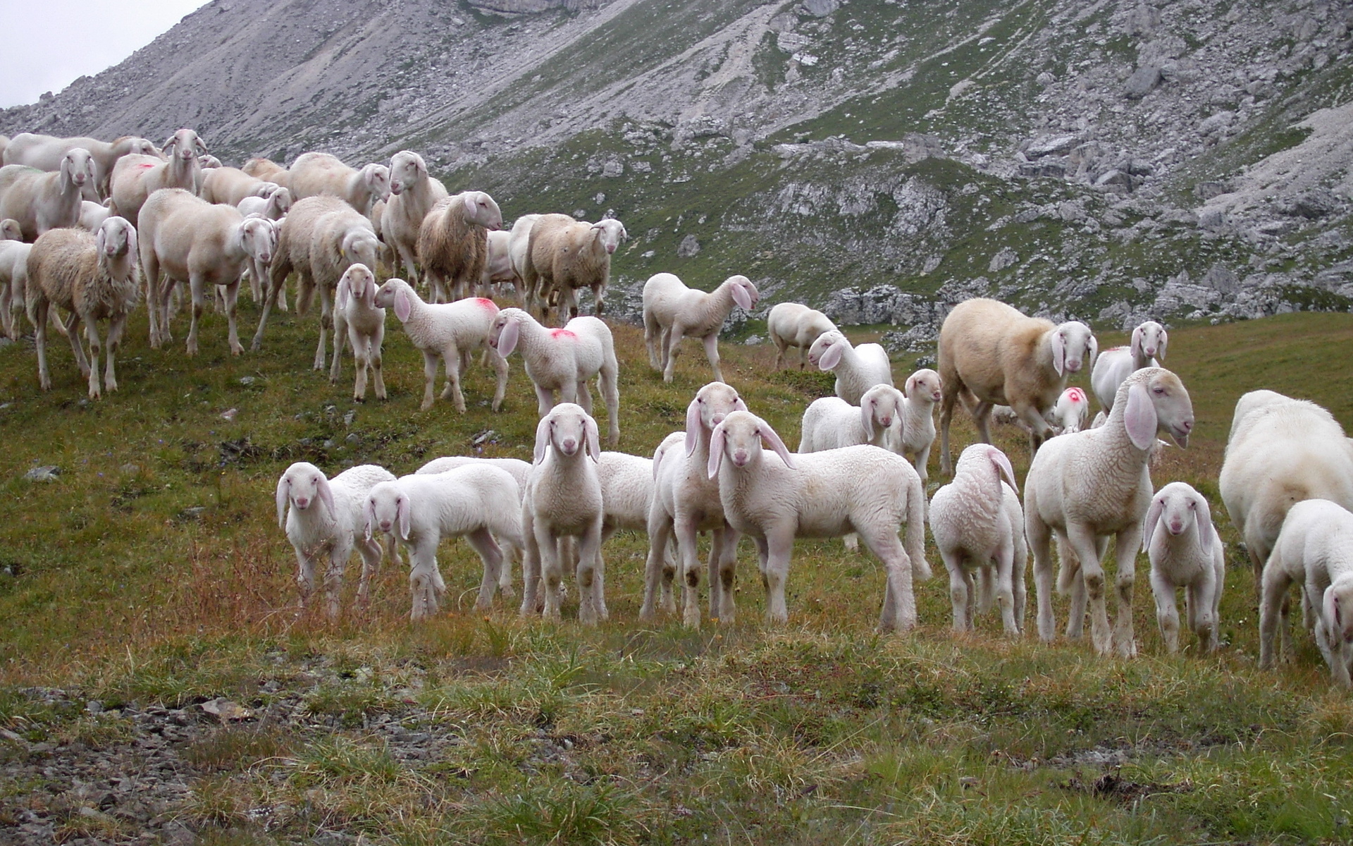 animals, Sheep, Mountains, Hills, Nature, Flock, Herd Wallpaper