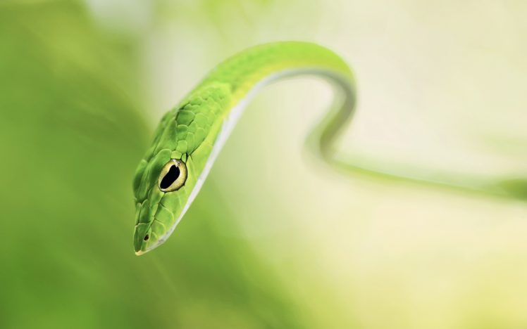 animals, Re tiles, Serpent, Snale, Macro, Close, Up, Manipulation, Cg, Digital, Art, Green, Macro, Close, Up, Wildlife HD Wallpaper Desktop Background