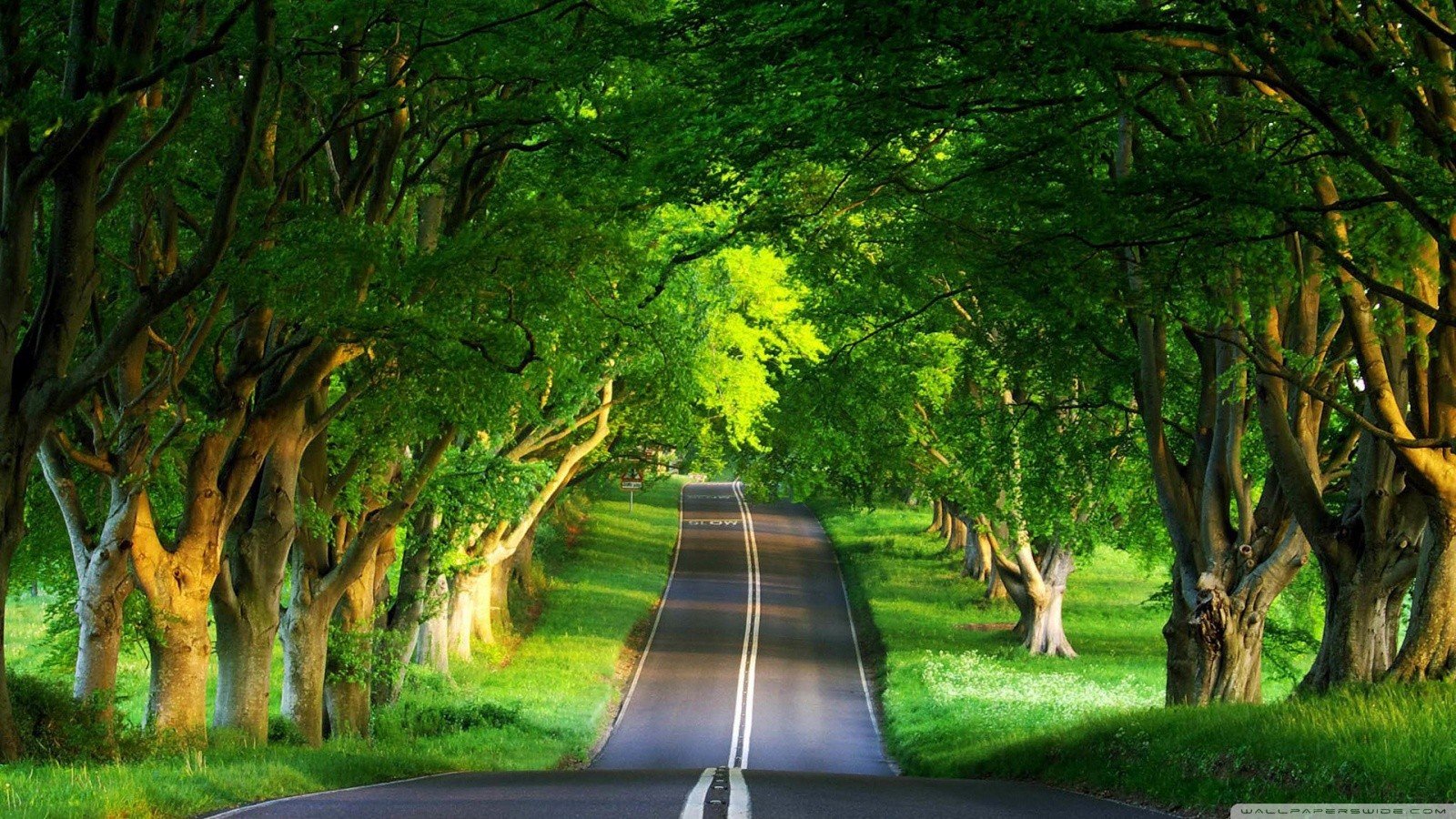green, Trees, Grass, Summer, Roads Wallpaper
