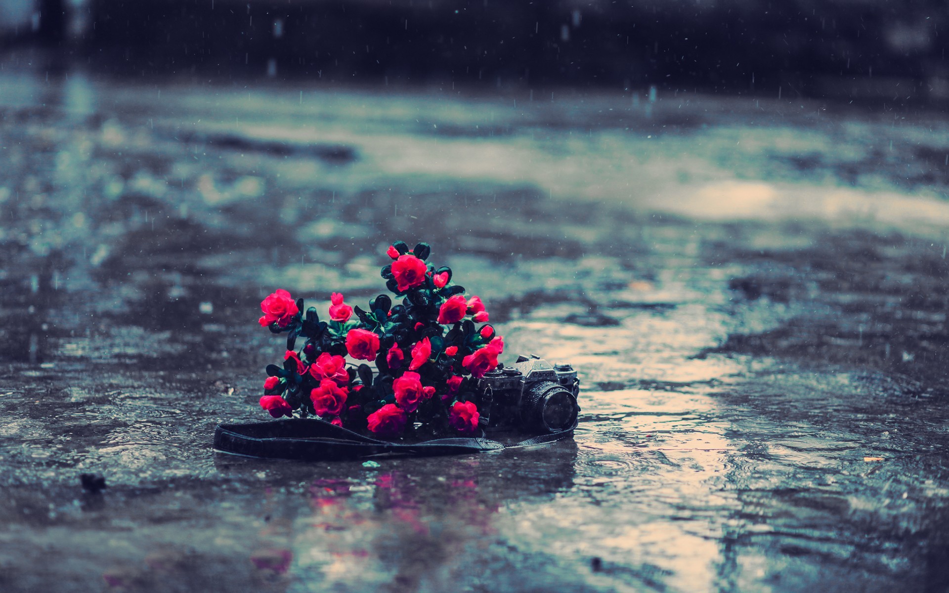 tech, Mech, Camera, Photography, Nature, Flower, Bouquets, Roses, Red, Color, Rain, Wet, Storm, Drpos, Reflections, Roads, Streets, Bokeh, Still, Life Wallpaper