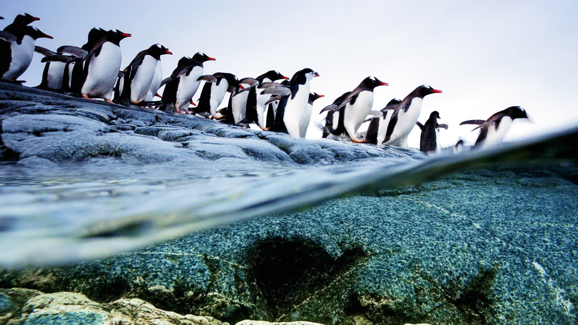 penguins, Animals, Birds, Ocean, Sea, Underwater, Swim, Water, Photography, Shore, Coast, Beaches, Snow, Cold, Nature Wallpaper