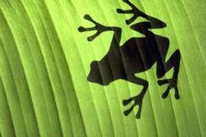 leaves, Shadows, Frogs