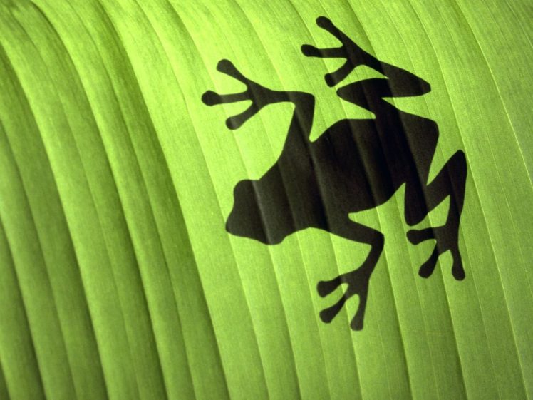 leaves, Shadows, Frogs HD Wallpaper Desktop Background