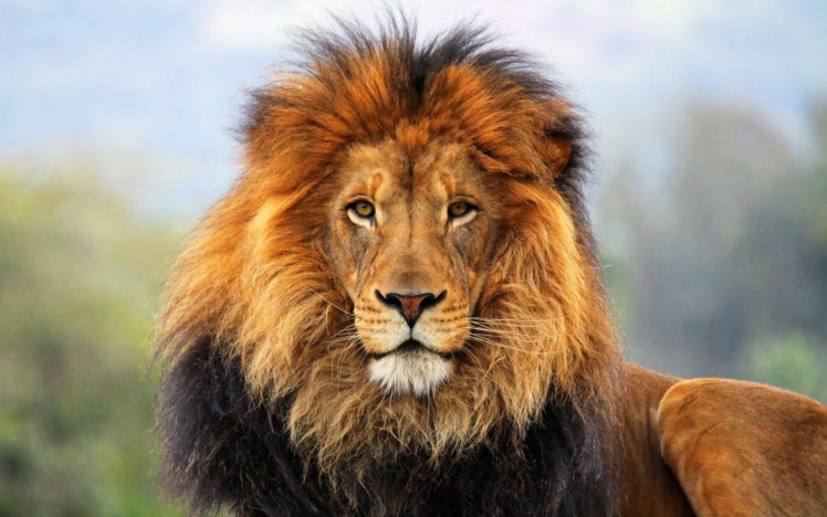 animals, Cats, Lion, Mane, Fur, Face, Eyes, Predator, Wildlife HD Wallpaper Desktop Background