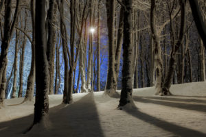 nature, Landscapes, Trees, Forest, Winter, Snow, Seasonal, Lamp, Light, Post, Shadow