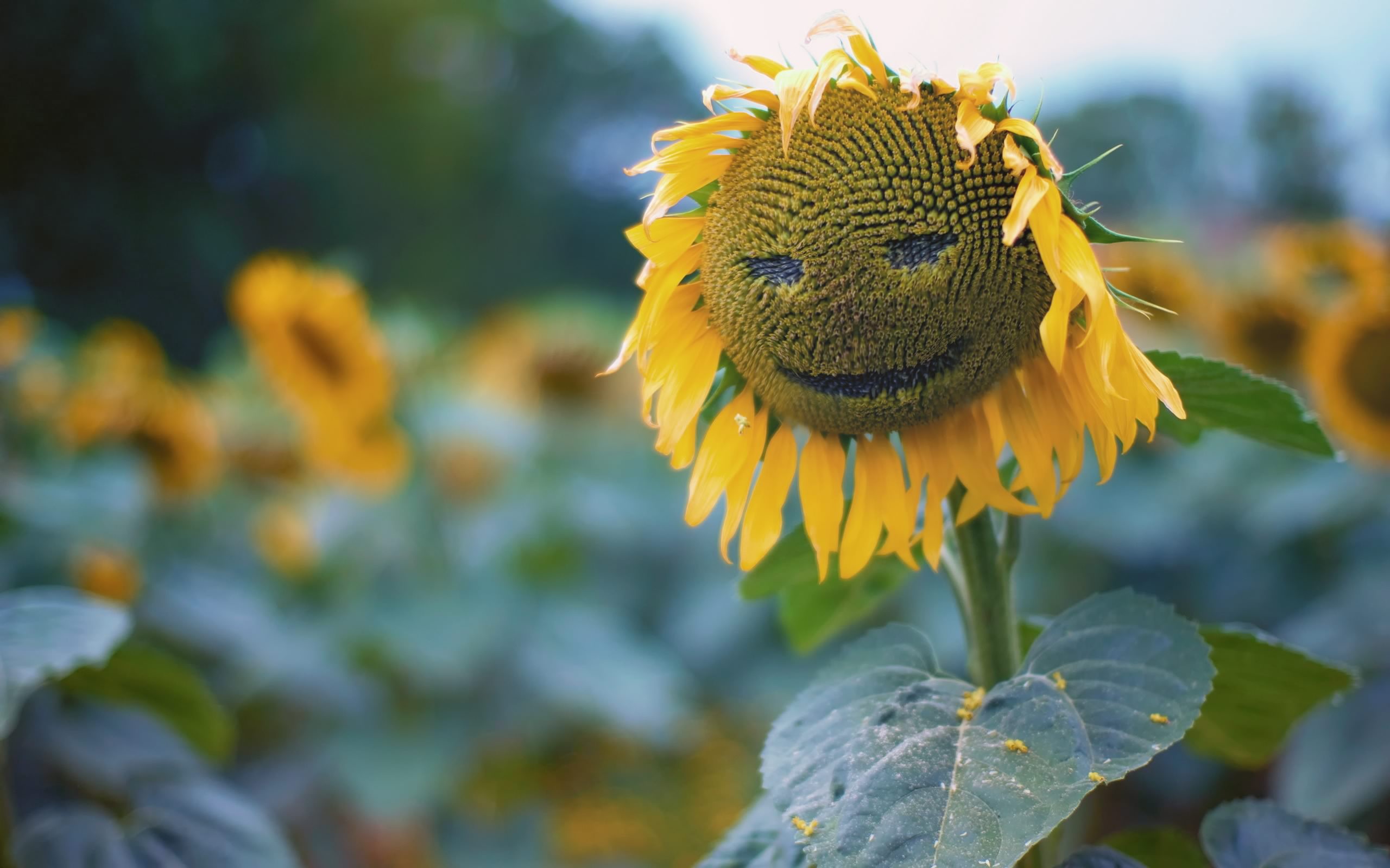 sun, Flower, Face Wallpaper