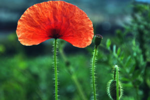 nature, Flowers, Poppy, Poppies, Petals, Red, Green, Plants, Bulbs, Macro, Closeup, Fields, Landscapes, Color, Contrast