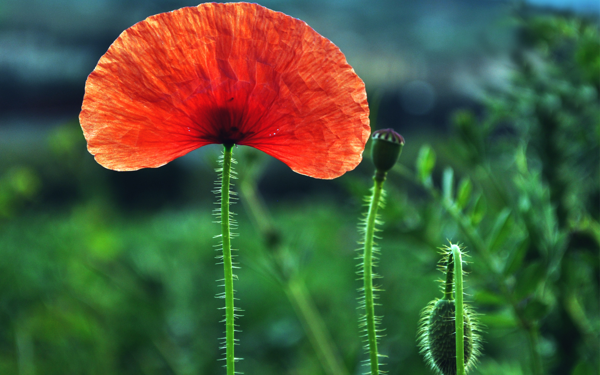 nature, Flowers, Poppy, Poppies, Petals, Red, Green, Plants, Bulbs, Macro, Closeup, Fields, Landscapes, Color, Contrast Wallpaper