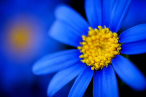 nature, Flowers, Petals, Blue, Macro, Close, Up, Yellow, Contrast