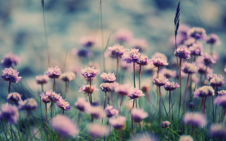 nature, Flowers, Fields, Purple, Macro, Close, Up, Leaves, Soft HD Wallpaper Desktop Background