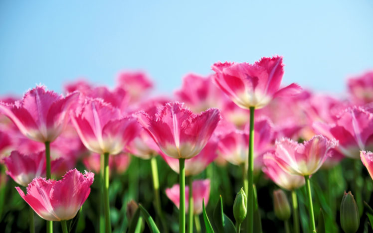 nature, Flowers, Pink, Petals, Plants, Fields, Sky, Contrast HD Wallpaper Desktop Background