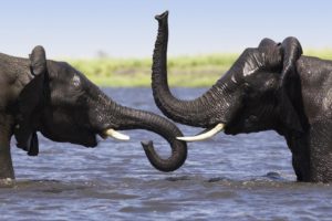animals, Elephant, Lakes, Water, Wet, Play, Tusk, Africa