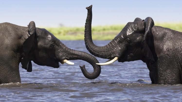 animals, Elephant, Lakes, Water, Wet, Play, Tusk, Africa HD Wallpaper Desktop Background
