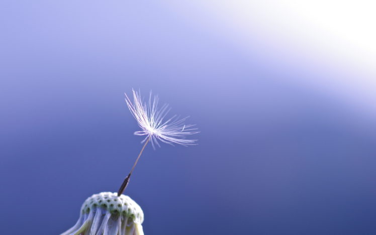 nature, Plants, Dandelion, Macro, Close, Up, Seeds, Bokeh, Sunlight HD Wallpaper Desktop Background