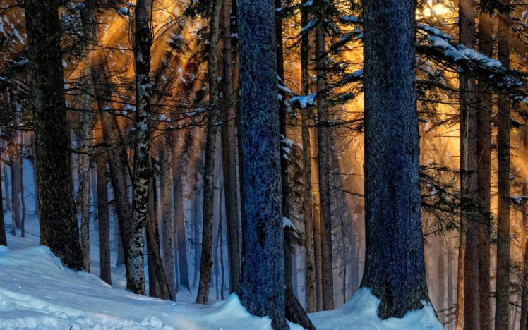 summer, Light, Through, The, Forest HD Wallpaper Desktop Background