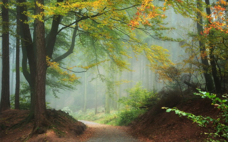 nature, Landscapes, Trees, Forest, Leaves, Autumn, Fall, Seasons, Path, Trail, Haze, Fog, Mist, Color HD Wallpaper Desktop Background