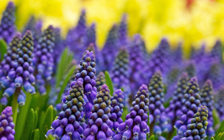 nature, Flowers, Purple, Plants, Fields, Macro, Close, Up, Nature, Color HD Wallpaper Desktop Background
